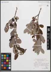 Foto von Salix cinerea L.